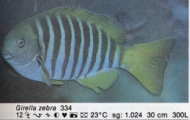 Girella zebra